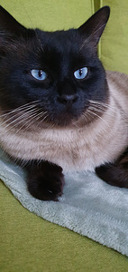 Сиамские котята (4 фото из 4)