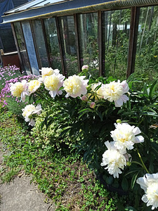 Maamaja (11 foto / 13)