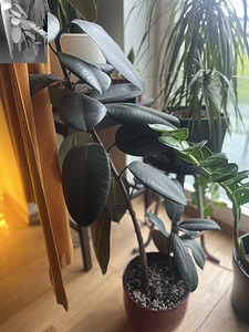 Фикус (Ficus Elastica) (1 фото из 1)