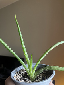 Aloe (traditsiooniline, päris aaloe taim. väikse suurusega) (3 foto / 4)