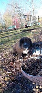 Kutsikad suur õuekoer (3 foto / 9)