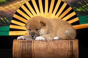 Kutsikad Shiba inu (2 foto / 8)
