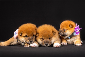 Kutsikad Shiba inu (1 foto / 8)