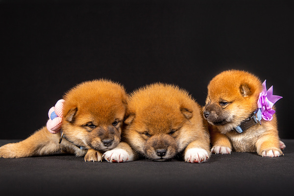 Kutsikad Shiba inu