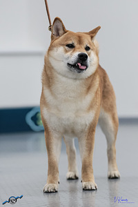 Kutsikad Shiba inu (5 foto / 8)