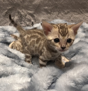 Бенгальские котята (3 foto / 7)