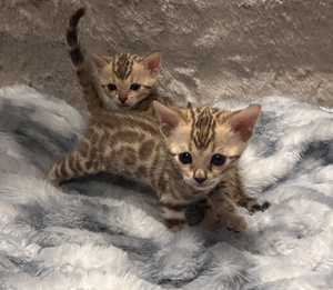 Бенгальские котята (2 foto / 7)
