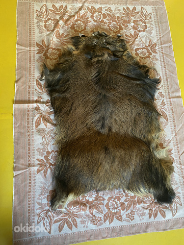 Продаётся кабанья шкура