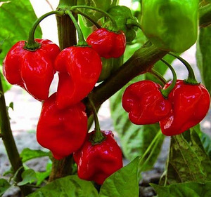 Carolina reaper seemned (chocolate) tsilli Habanero (1 foto / 4)