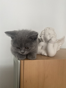 Briti lühikarvaline kassipoeg (1 foto / 3)