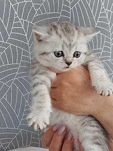 Scottish Fold ja Straight kassipojad (2 foto / 4)