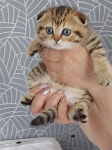 Scottish Fold ja Straight kassipojad (3 foto / 4)