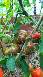Sorti tomatite ja paprikate seemikud. (6 foto / 10)