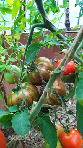 Рассада сортовых томатов и перцев. (фото #6)
