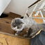 Молодой кот ищет дом (фото #3)