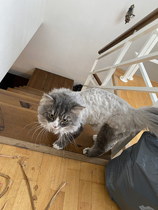Noor kass otsib kodu (3 foto / 3)