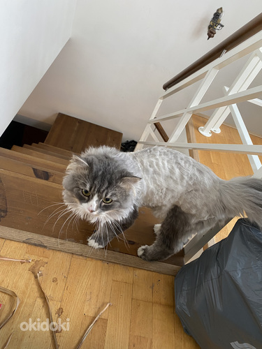 Молодой кот ищет дом (фото #3)