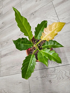 Pistik Philodendron Golden Saw (1 foto / 3)