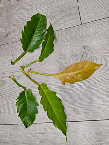 Pistik Philodendron Golden Saw (3 foto / 3)