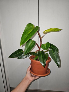 Philodendrons Filodendronid Филодендроны pistik черенок (2 фото из 6)