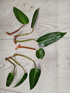 Philodendrons Filodendronid Филодендроны pistik черенок (3 фото из 6)