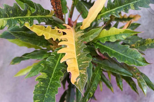 Philodendron Ring of Fire, White Wizard pistikud (1 foto / 8)