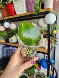 Philodendron Ring of Fire, White Wizard pistikud (5 foto / 8)