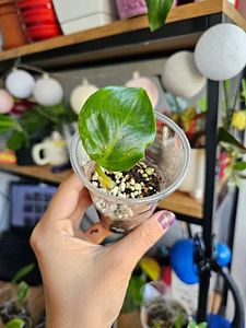 Philodendron Ring of Fire, White Wizard pistikud (7 foto / 8)