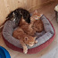 Maine-coon 3 isast kassipoega (foto #1)