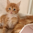 Продается котенок (девочка) maine-coon (фото #3)