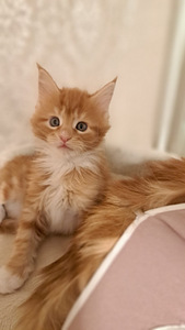 Продается котенок (девочка) maine-coon (3 фото из 7)