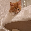 Продается котенок (девочка) maine-coon (фото #1)