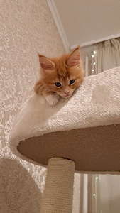 Продается котенок (девочка) maine-coon (1 фото из 7)