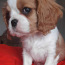 Чистокровный щенок Кавалер-Кинг-Чарльз-спаниель (фото #1)