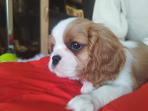 Tõupuhas Cavalier King Charles spanjeli kutsikas (6 foto / 8)
