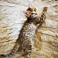 Котята Саванна (фото #2)