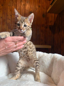 Kassipojad Savannah F4SBT (6 foto / 10)