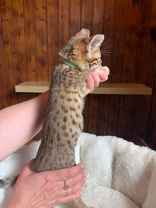 Kassipojad Savannah F4SBT (7 foto / 10)