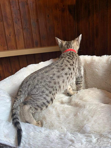 Kassipojad Savannah F4SBT (8 foto / 10)