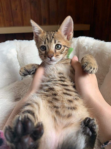 Kassipojad Savannah F4SBT (9 foto / 10)