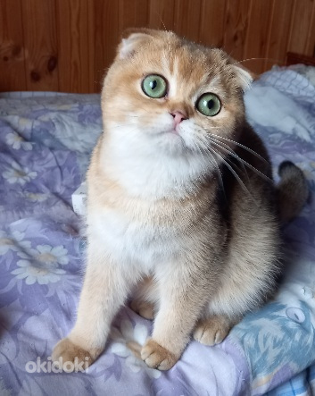 Шотландские Котята Золотая Шиншилла Фото