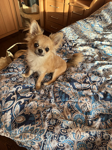 Võluv chihuahua poiss headele kätele! Armas chihuah (1 foto / 6)