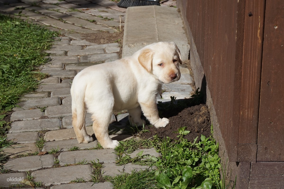 Labradors retrivers (foto #2)