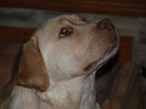 Лабрадор ретривер (4 фото из 5)