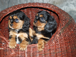 Kavaliera karaļa Čārlza spaniels (2 foto no 10)