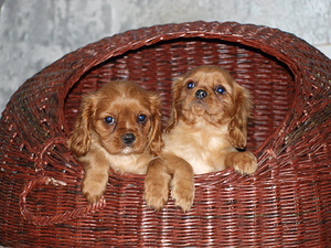 Kavaliera karaļa Čārlza spaniels (6 foto no 10)