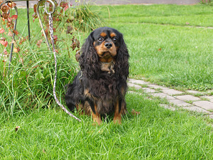 Kavaliera karaļa Čārlza spaniels (3 foto no 5)