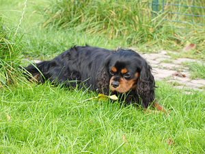 Kavaliera karaļa Čārlza spaniels (4 foto no 5)
