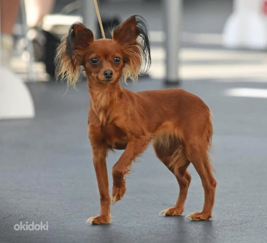 U notanish odamni uyiga taklif qilib, uni jinsiy aloqaga jalb qilgan. Onlayn tomosha qiling. Jinsiy ayol va kalumbiyalik erkak