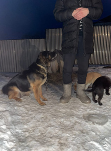 Милая собачка Сэнди хочет домой (1 foto / 7)